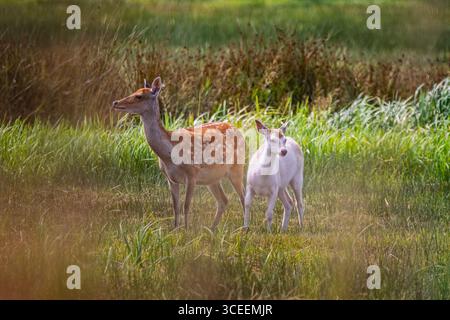 Una madre a riposo cervo con il suo prato bianco in un campo di erba lunga e precipita nella campagna del Dorset, nel Regno Unito, nell'agosto 2025 Foto Stock