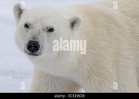 Groenlandia, Parco Nazionale della Groenlandia nord-orientale. Orso polare (Ursus maritimus) Foto Stock