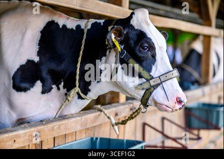 HODMEZOVASARHELY, UNGHERIA 6 MAGGIO 2022 Vista ravvicinata di una mucca bianca e nera in una stalla di legno, con indosso un halter, al Hódmezővásárhely állatteny Foto Stock