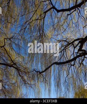 primo piano di salice retroilluminato con luce che splende da dietro luce dorata che splende attraverso i rami di un tronco di salice di un albero sagomato Foto Stock