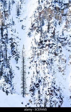 Maestosi pini si ergono su una scogliera rocciosa, coperta da neve fresca, che mostra la bellezza dell'inverno in un paesaggio montuoso. Foto Stock