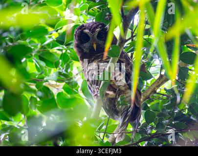 Un gufo di legno africano (Strix woodfordii) arroccato su un ramo di giorno. Uganda, Africa. Foto Stock