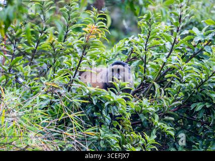 Una scimmia dorata selvaggia (Cercopithecus mitis ssp. kandti) nella foresta. Parco nazionale Mgahinga Gorilla, Uganda, Africa. Foto Stock