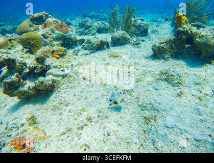 Una vivace barriera corallina a San Andres, Colombia, caratterizzata da diverse forme di vita marina e acque cristalline, perfette per l'esplorazione subacquea. Foto Stock