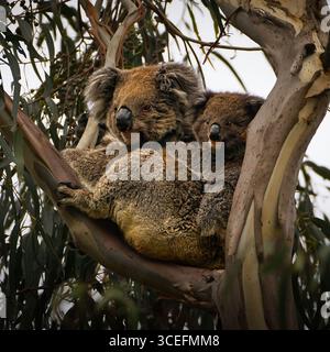 Una madre koala coccola il suo joey in un albero di eucalipto, mostrando il comportamento naturale della fauna selvatica nel loro habitat nativo australiano. Foto Stock