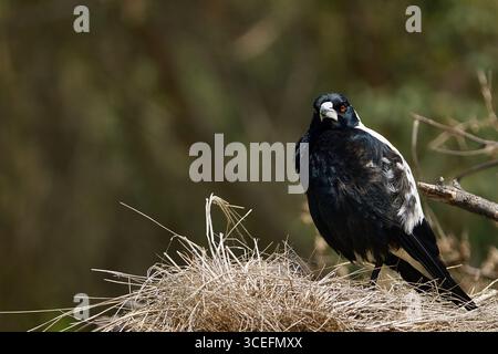Primo piano di un'allerta magpie australiana (Gymnorhina tibicen) arroccata sull'erba secca, evidenziando il suo sorprendente piumaggio bianco e nero. Foto Stock