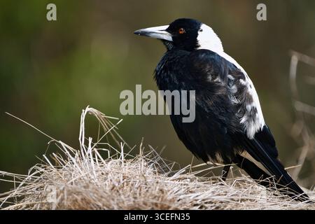 Primo piano di un magpie australiano (Gymnorhina tibicen) arroccato su erba secca, che mostra il suo sorprendente piumaggio bianco e nero. Foto Stock