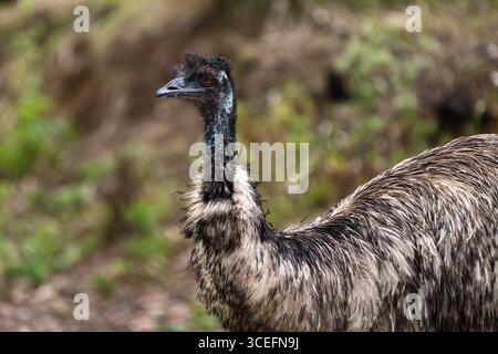 Ritratto dettagliato di un emu (Dromaius novaehollandiae) con sfondo naturale sfocato, che mostra il suo piumaggio e le sue caratteristiche uniche. Foto Stock