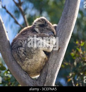 Primo piano di un koala (Phascolarctos cinereus) che dorme in un albero, catturandone la natura serena tra un fogliame lussureggiante. Perfetto per la fauna selvatica e la natura Foto Stock