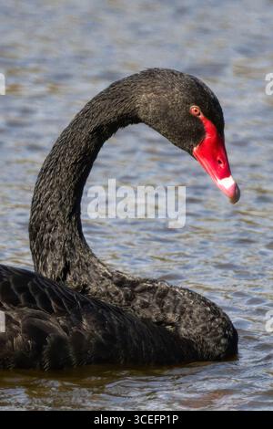 Un affascinante primo piano di un cigno nero (Cygnus atratus) con un suggestivo becco rosso che galleggia aggraziatamente su un'acqua serena. Foto Stock