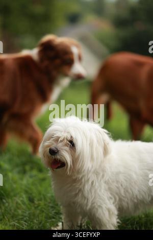 Il cane bianco si trova di fronte a due cani marroni Foto Stock