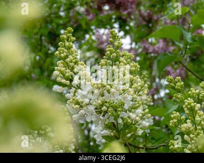 Boccioli cremosi e semplici fiori bianchi che fioriscono in gruppi su un arbusto primaverile di Syylan vulgaris. Impianto di fioritura del lilla. Foto Stock