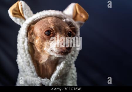 Ritratto di un piccolo cane marrone vestito come un piccolo agnello o un orso, divertente abbigliamento per animali domestici per l'inverno o le vacanze, carino animale con grandi occhi Foto Stock