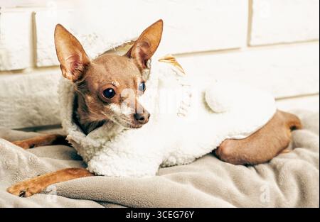 Il piccolo giocattolo russo che indossa abiti caldi e accoglienti poggia sul letto contro le pareti di mattoni bianchi, lo stile di vita domestico degli animali, il comfort invernale e il calore per p Foto Stock
