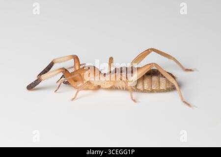 Primo piano di un ragno-cammello nel suo habitat naturale, vista dettagliata della struttura del corpo e della rete, macro fotografia della fauna selvatica Foto Stock