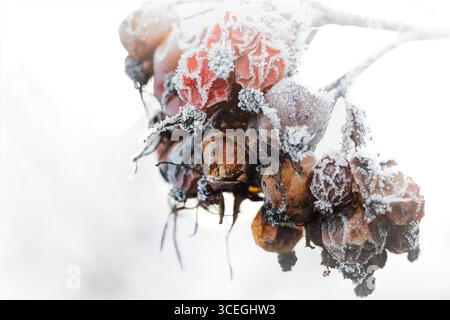 Rosa Glauca fianchi in inverno ricoperti di gelo Foto Stock