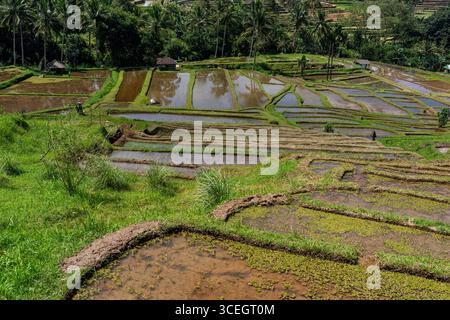 Campo di riso Jatiluwih a Bali, Indonesia Foto Stock