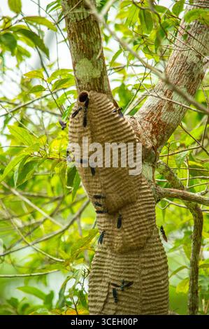 Api che strisciano su un tronco di alberi dalla struttura unica nella lussureggiante foresta pluviale di Putumayo, Colombia. Foto Stock