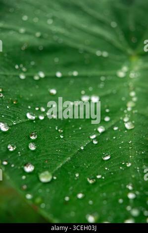 Foto macro di gocce di pioggia che riposano su una foglia verde vibrante a Putumayo, Colombia, che mostra la bellezza della natura. Foto Stock