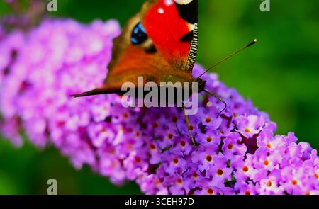 La farfalla del pavone che si nutre dell'albero della Buddleia, o Butterfly Bush, con le ali aperte Foto Stock