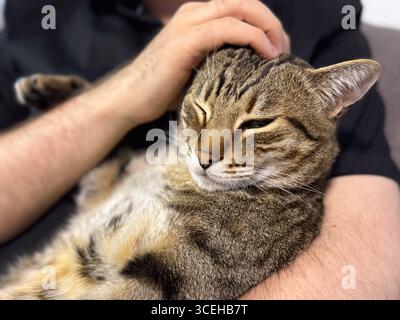 Uomo che accarezza un gatto rilassato che riposa tra le braccia. Compagnia, tenerezza e connessione emotiva tra uomo e animale a casa. Foto Stock