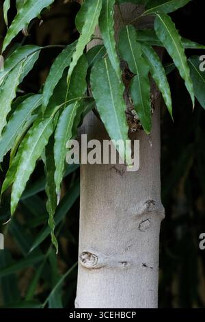 tronco d'albero con foglie verde scuro appese in ombra isolate su uno sfondo naturale Foto Stock