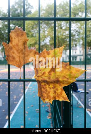 Londra, Regno Unito. 18 agosto 2025. Meteo nel Regno Unito: Segni di inizio autunno, foglie cadute nel nord di Londra. Crediti: Matthew Chattle/Alamy Live News Foto Stock