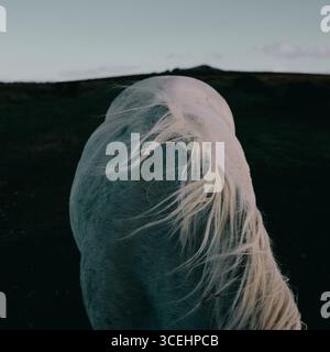 Il vento soffiava lunghi capelli di un pony bianco / cavallo selvaggio nel paesaggio di Dartmoor nel Devon, Inghilterra, Regno Unito - atmosfera di vento di capelli minima Foto Stock