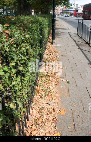Londra, Regno Unito. 18 agosto 2025. Meteo nel Regno Unito: Segni di inizio autunno, foglie cadute nel nord di Londra. Crediti: Matthew Chattle/Alamy Live News Foto Stock
