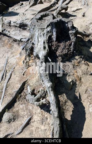 Un ceppo d'albero tagliato in un paesaggio duro e asciutto Foto Stock