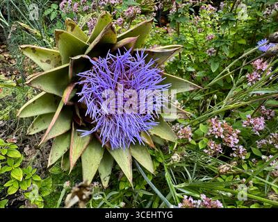 Il vivace fiore viola di un carciofo Globe (Cynara cardunculus var. scolimo) Foto Stock
