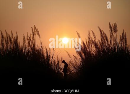 Bogura, Bangladesh - 5 dicembre 2017: Vista di una silhouette di una persona tra erba alta e ondulata, retroilluminata dal caldo bagliore del sole che tramonta. Foto Stock