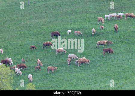 Mandria di mucche e vitelli che pascolano erba verde fresca in una giornata di sole in campagna Foto Stock