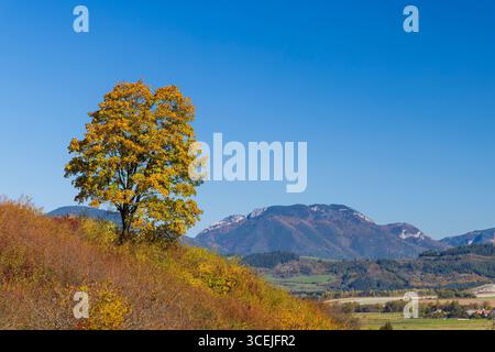 Albero solitario con foglie gialle che crescono su una collina in autunno con montagne slovacche sullo sfondo Foto Stock