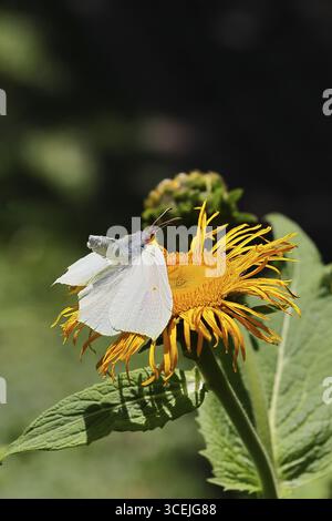 Farfalla di limone (Gonepteryx rhamny) atterrando su un fiore giallo di una grande Telekie (Telekia speciosa), Wilnsdorf, Renania settentrionale-Vestfalia, Germania Foto Stock