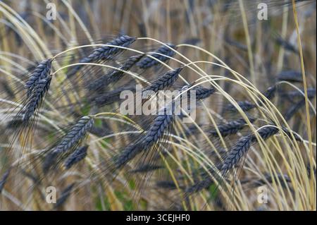 Farro nero (Triticum dicoccon), coltivazione di prova, Cadolzburg, Franconia media, Baviera, Germania Foto Stock