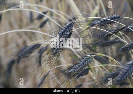 Farro nero (Triticum dicoccon), coltivazione di prova, Cadolzburg, Franconia media, Baviera, Germania Foto Stock
