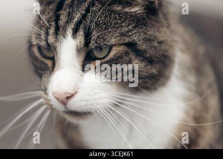 Primo piano di Tabby Cat Face che mostra Whiskers, naso e occhi focalizzati in luce naturale Foto Stock
