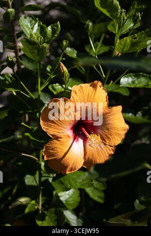 Hibiscus rosa-sinensis "Cherie". Foto Stock