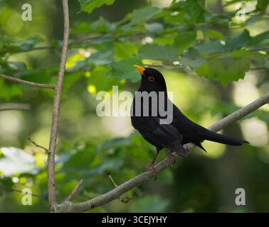 Male Blackbird, Turdus merula, comportamento territoriale, Queen's Park, Londra, Regno Unito Foto Stock