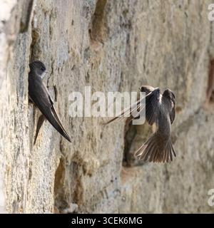 I Sand Martins nidificano nelle sponde appositamente formate Foto Stock