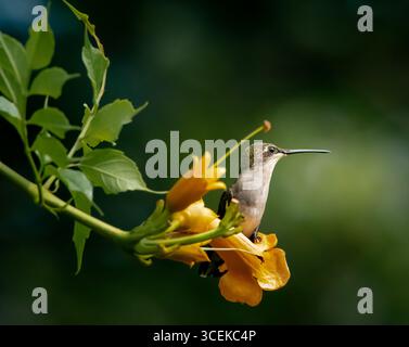 Colibrì dalla gola rubina (Archilochus colubris) arroccato su un fiore di tromba, Long Island, New York. Foto Stock