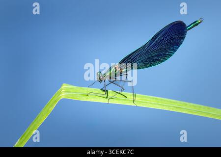 Bellissimo Demoiselle (Calopteryx virgo) maschio con vista laterale su una lama d'erba spezzata Foto Stock