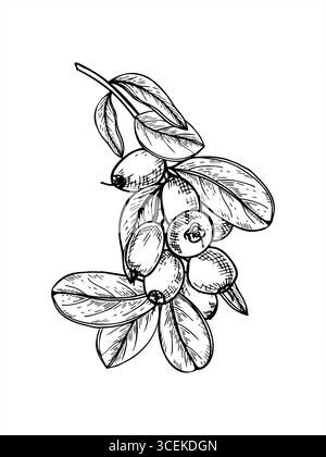Ramo monocromatico di mirtilli con mazzo di mirtilli maturi e illustrazione isolata con foglie vettoriali dipinta con inchiostri neri. Bacche trafilate a mano su ramoscello Illustrazione Vettoriale
