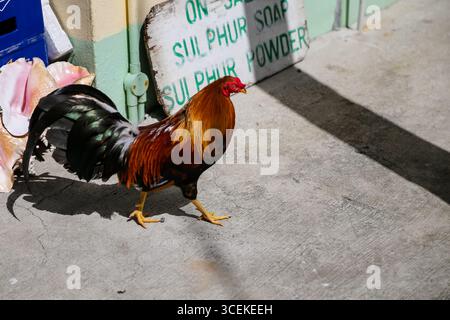 Soufrière, Saint Lucia – 27 dicembre 2015: Un vivace gallo cammina attraverso una strada soleggiata vicino a un piccolo negozio di sapone e polvere di zolfo Foto Stock