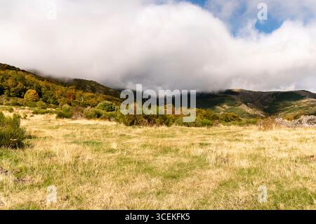 Le erbe verdi e dorate si estendono su un campo mentre la nebbia avvolge le montagne lontane sotto i cieli luminosi. Foto Stock