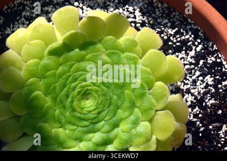 Green Aeonium Tabuliforme (Flat-Toppped Aeonium) 'Saucer Plant' coltivato sulla serra presso RHS Garden Bridgewater, Worsley, Greater Manchester, Regno Unito Foto Stock