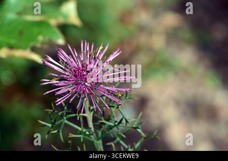 Single Spiky Pink/Purple Isopogon Formosus (Rose Coneflower) Flowers Grown in the Borders at RHS Garden Bridgewater, Worsley, Greater Manchester, UK Foto Stock