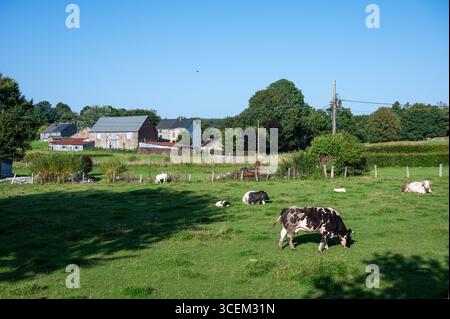 Pascolo di mucche e graffette nella campagna di Wallon a Vesqueville Saint Hubert, Belgio 10 agosto 2025 Foto Stock