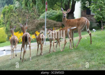Famiglia di cervi dalla coda bianca (Odocoileus virginianus) sul prato anteriore di casa suburbana in Pennsylvania Foto Stock